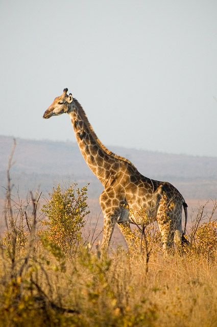 Giraffe